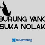 Burung Burung Apa yang Suka Nolak