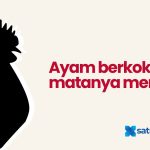 Kenapa Ayam Berkokok Matanya Merem