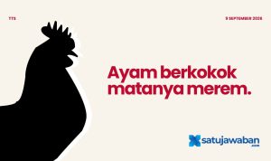 Kenapa Ayam Berkokok Matanya Merem